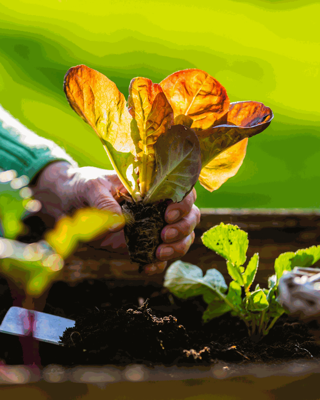 Odoo - Prueba 1 a tres columnas