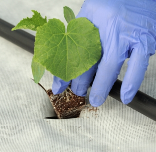 MALLA GEOTEXTIL PUNZONADO BLANCO 150GR 100% PP.