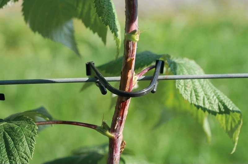 CLIPS PARA FRUTOS 7 CM LOGITUD