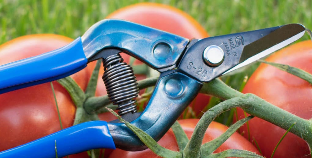 TIJERA DE PODA O RECOLECCIÓN CHIKAMASA S-2C HOJA CURVA (AZUL)