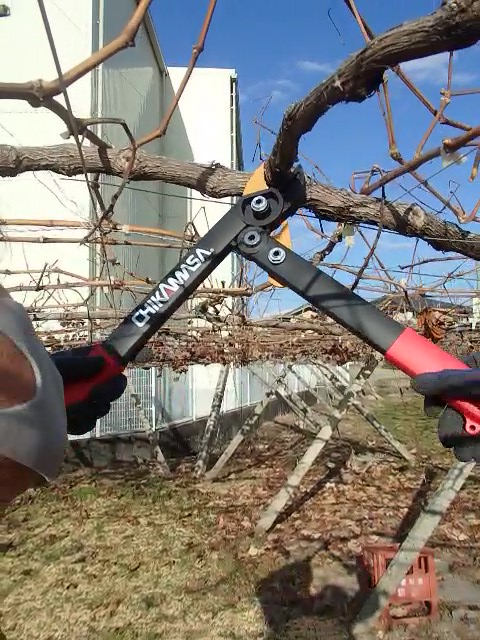 PODADORA CHIKAMASA LOPPER LP-450