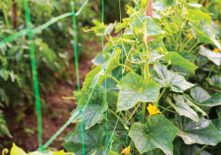 Malla para trepadoras 2x10 m – Polipropileno con protección UV